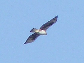 Adult Bonelli's Eagle - Aquila fasciata © John Muddeman